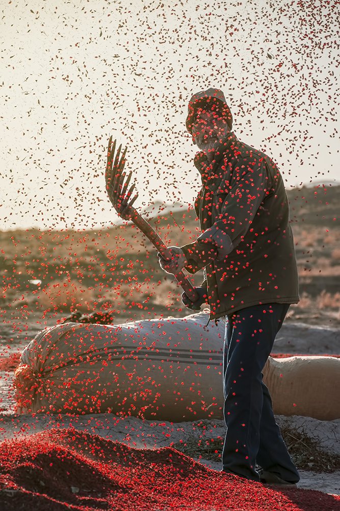 Photograph by Afshin Razi