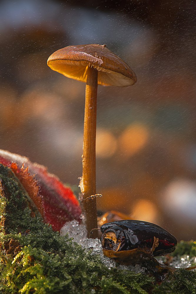 Photograph by Ostojic Marko