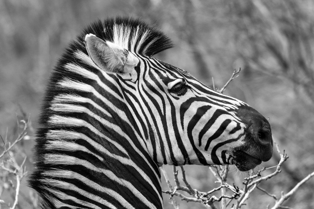 Zebra