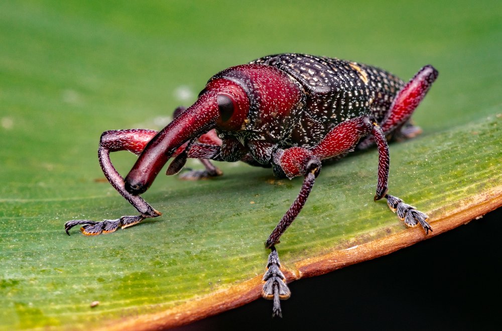Red Weevil