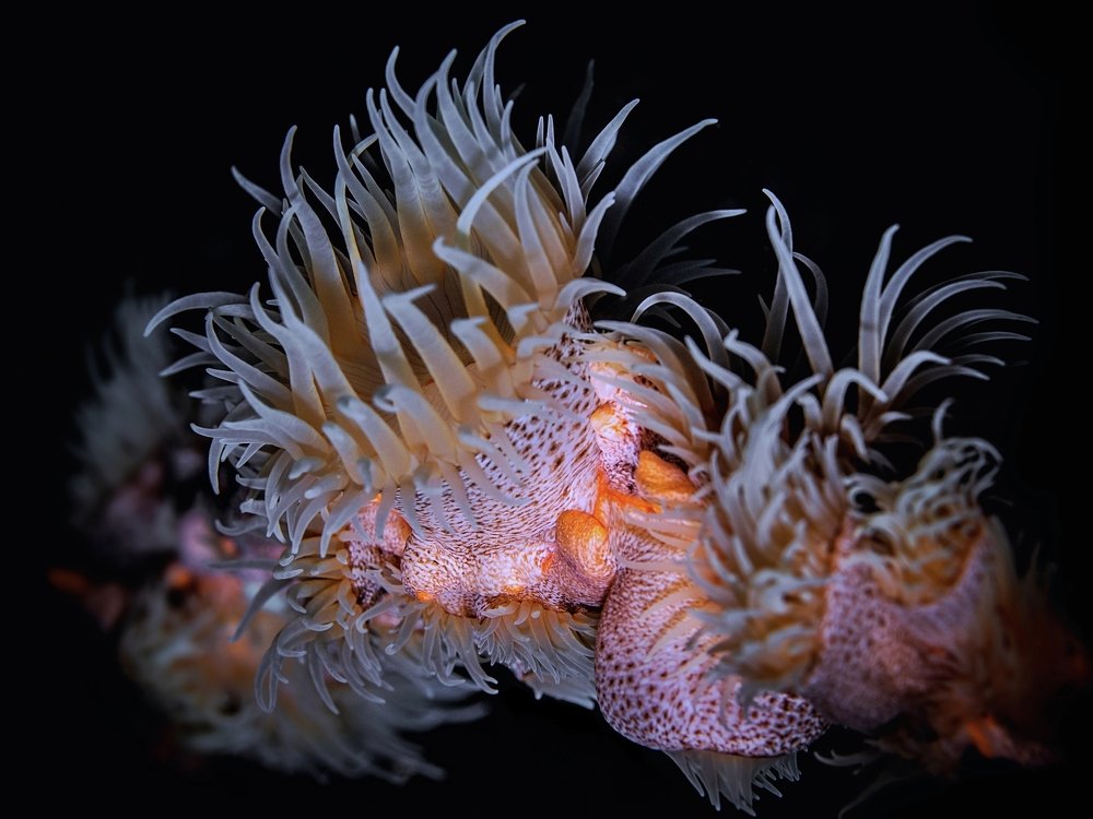 Animal and Anemone Print Camouflage