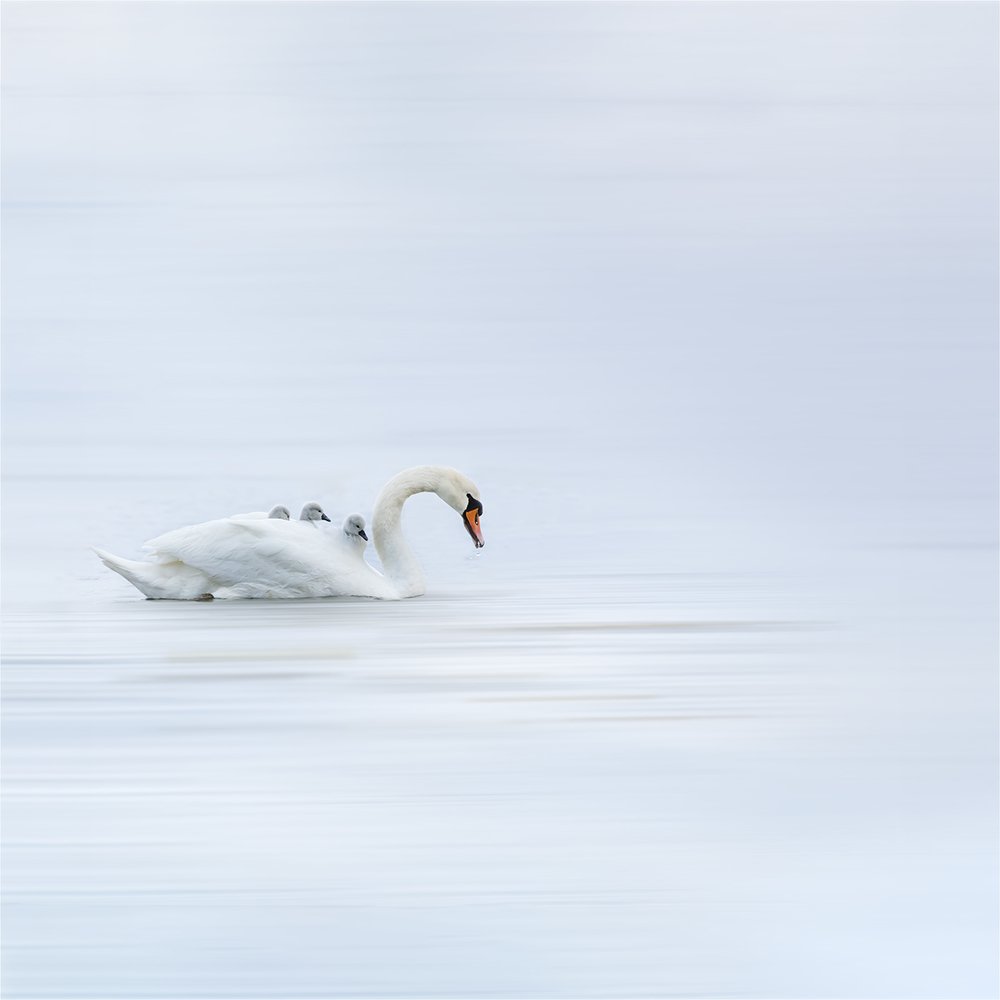 Photograph by Дмитрий Симбаев