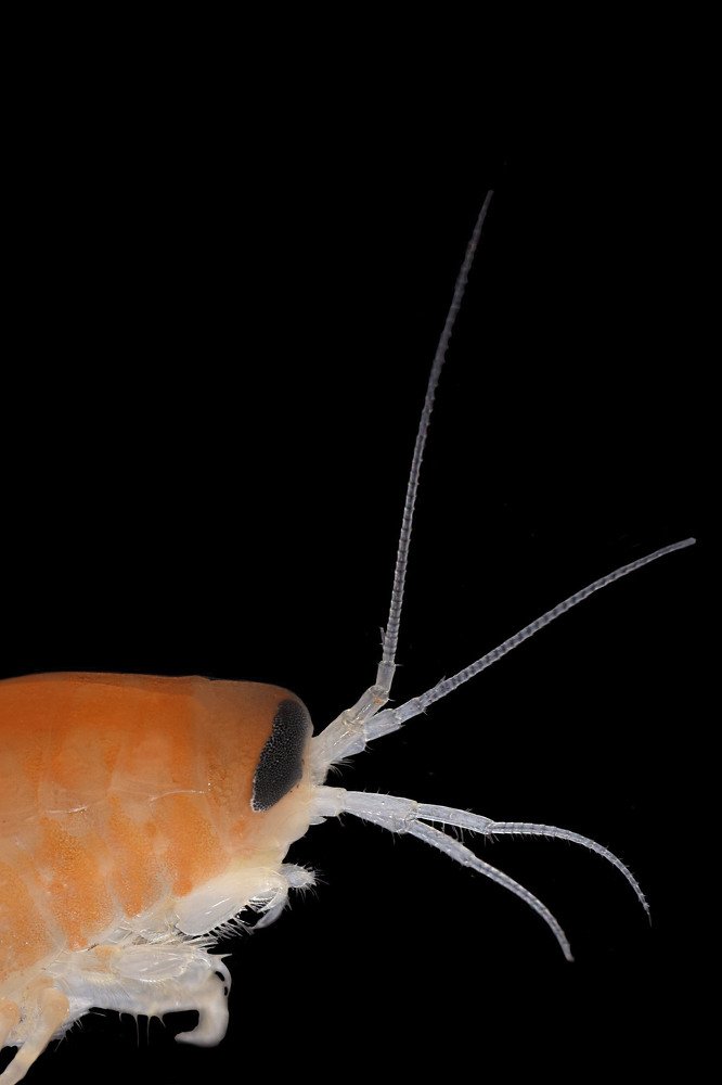 Ommatogammarus flavus (Dybowsky, 1874)