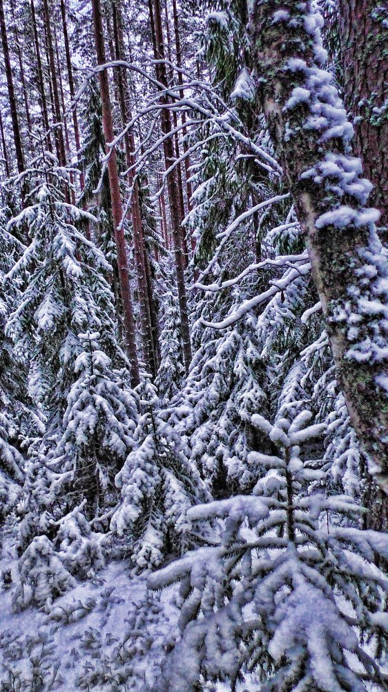 Берендеев лес