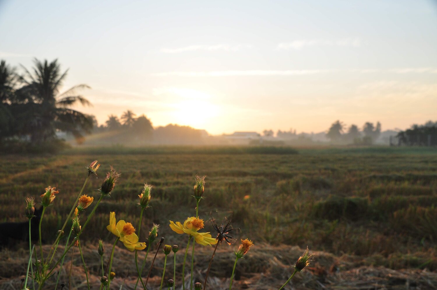 Sunrise