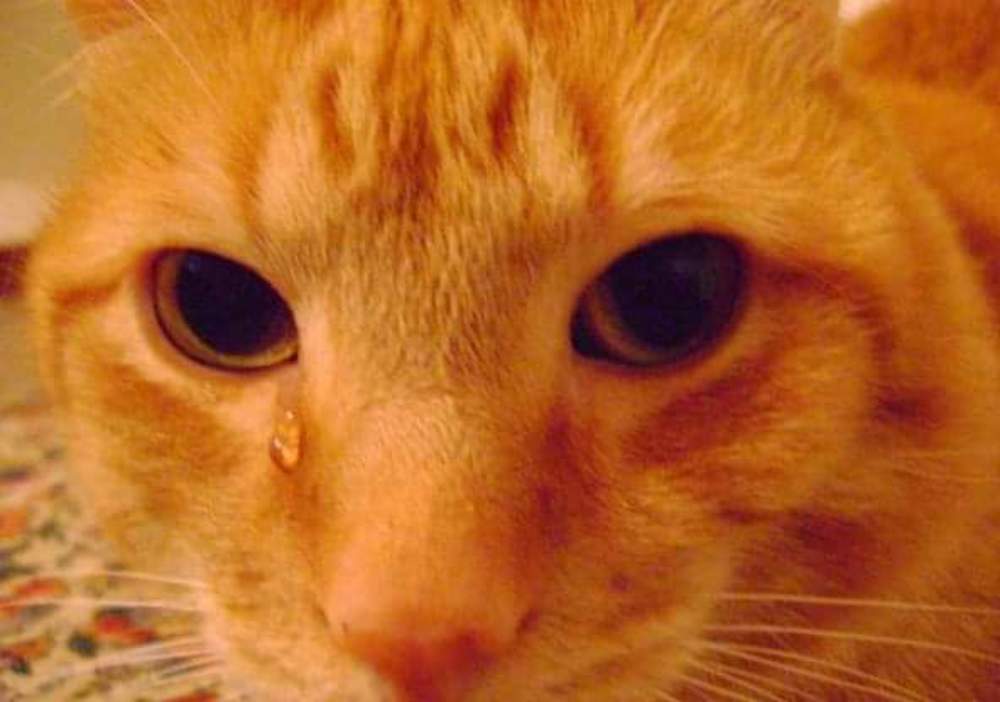 feline tear