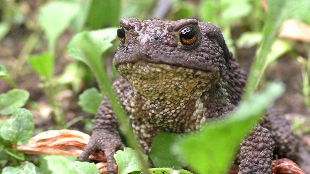 Эти глаза напротив чайного цвета...