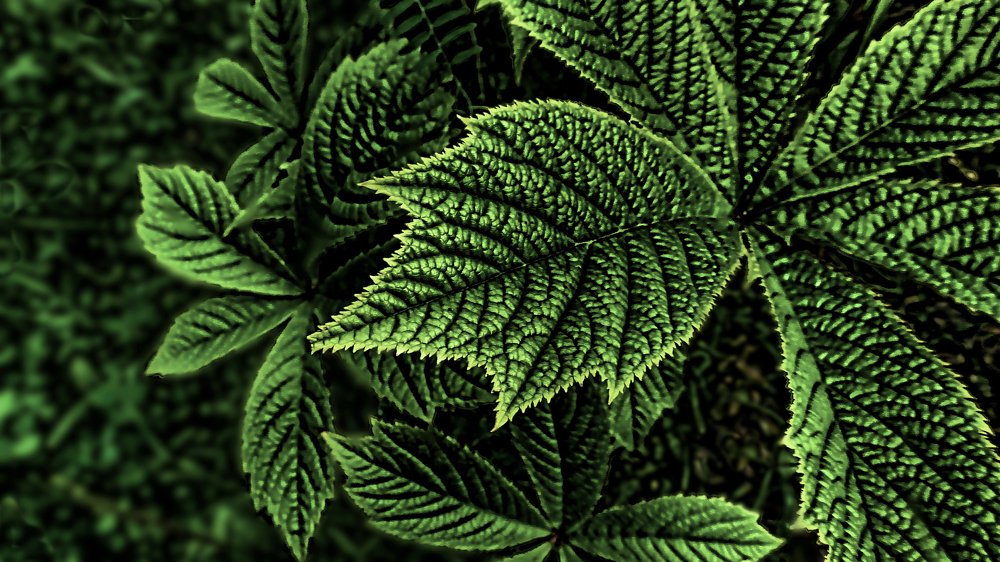 Оттенки зеленого