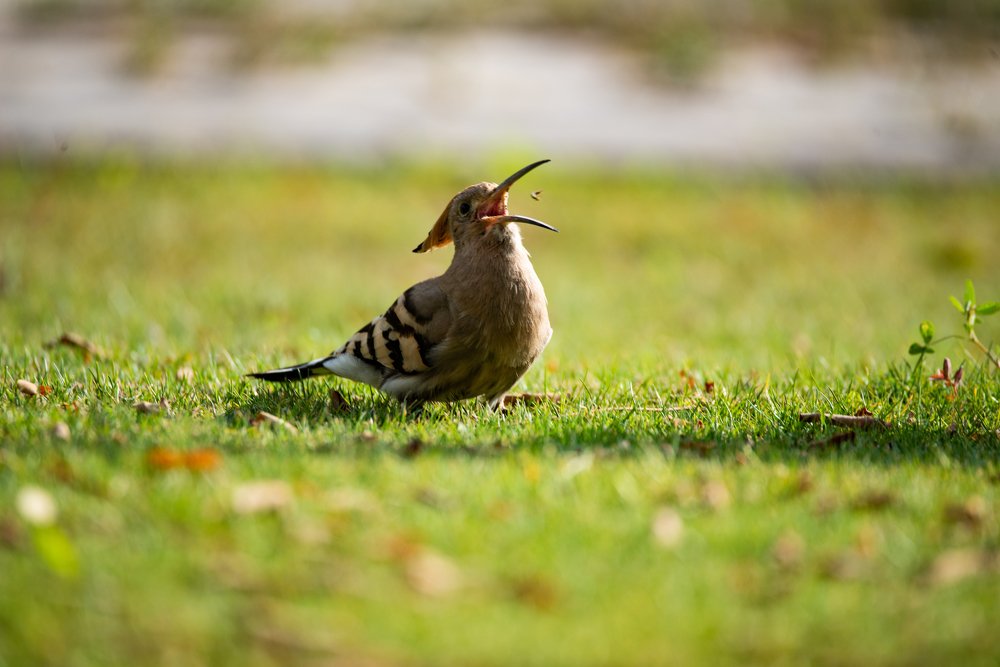 Photograph by Helmy Moataz