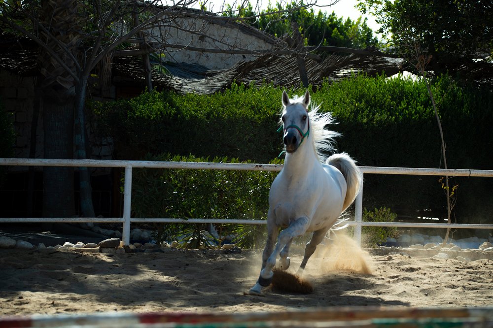 Photograph by Helmy Moataz