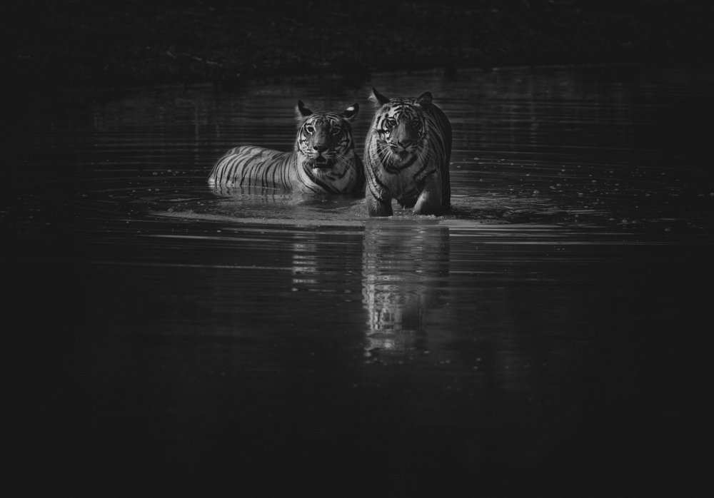 Фотография автора Ashok Behera