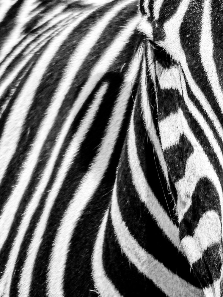 Photograph by Patrycja Sorensen