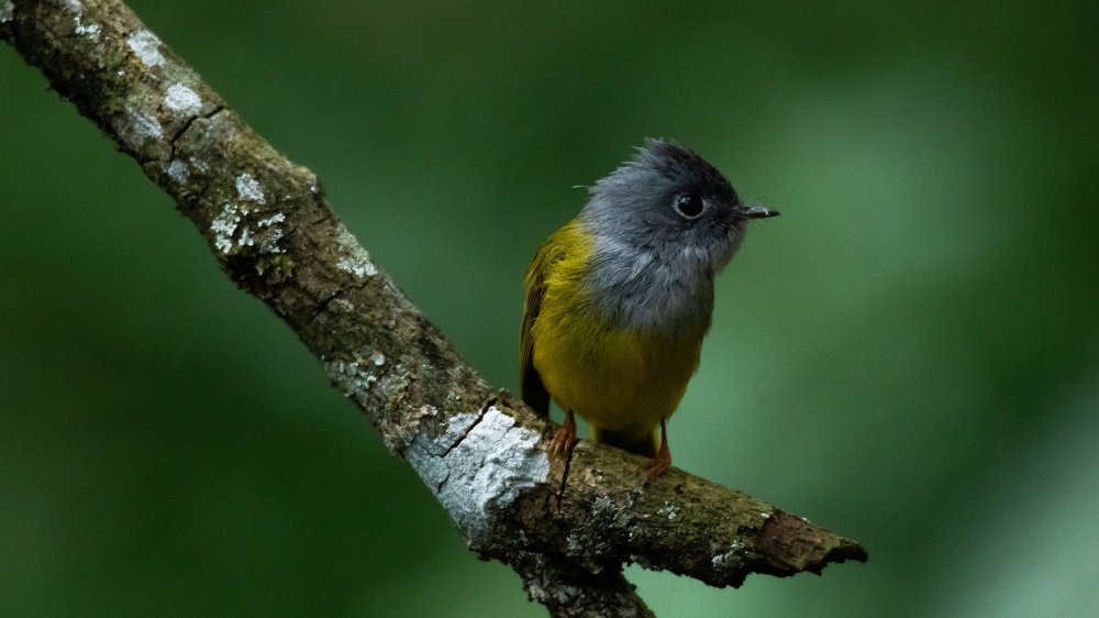 Photograph by Rohan Jerald