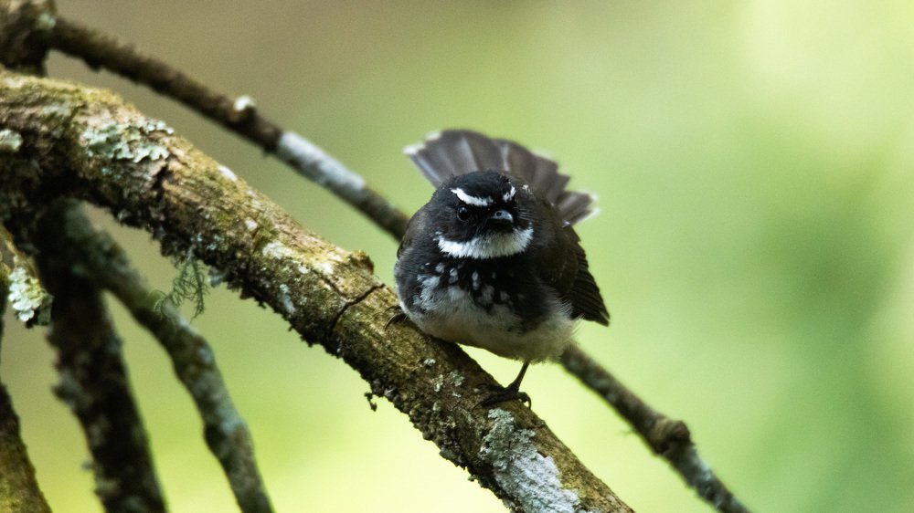 Photograph by Rohan Jerald