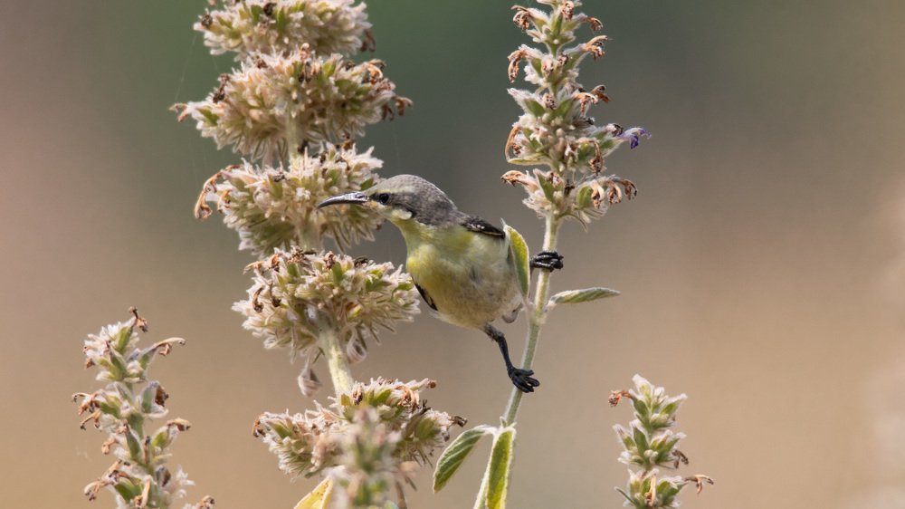 Photograph by Rohan Jerald