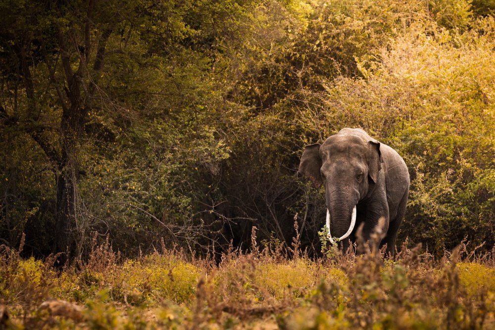 Photograph by Senthilverl Senthi Aathavan