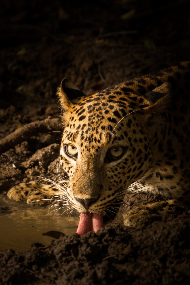 Sri Lankan leopard (Panthera pardus kotiya)