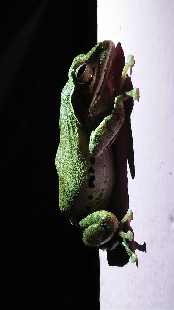 Photograph by Alka Priyadarshinee