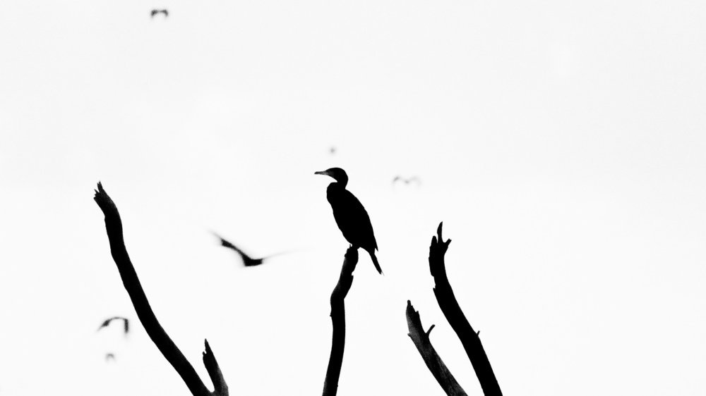 Photograph by Vineeth V V