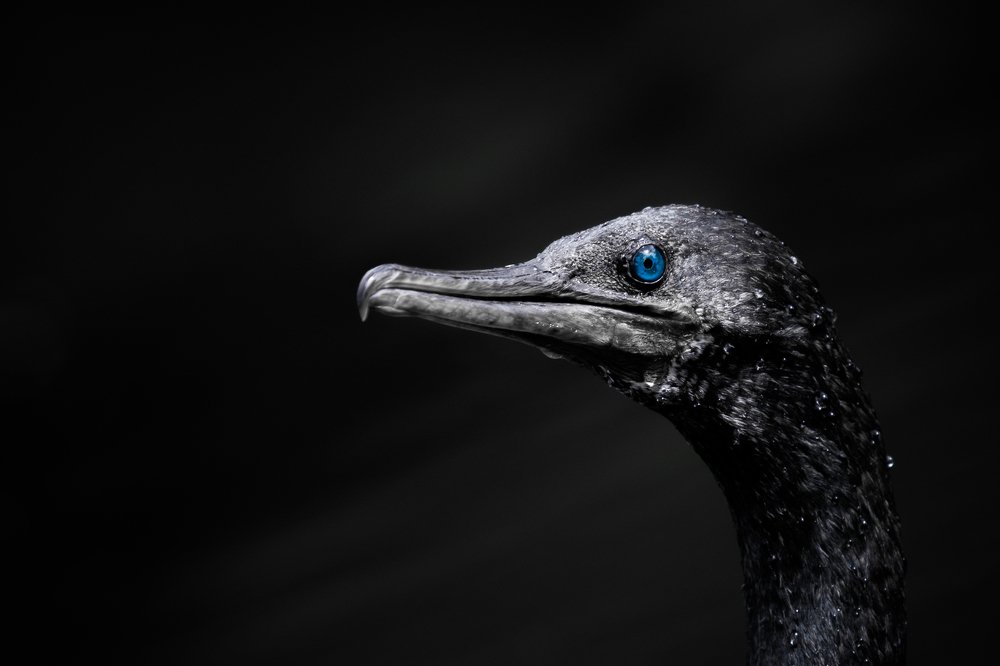 Photograph by Senthilverl Senthi Aathavan