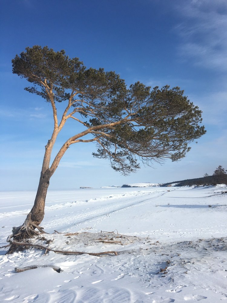 Удивительные деревья Ольхона