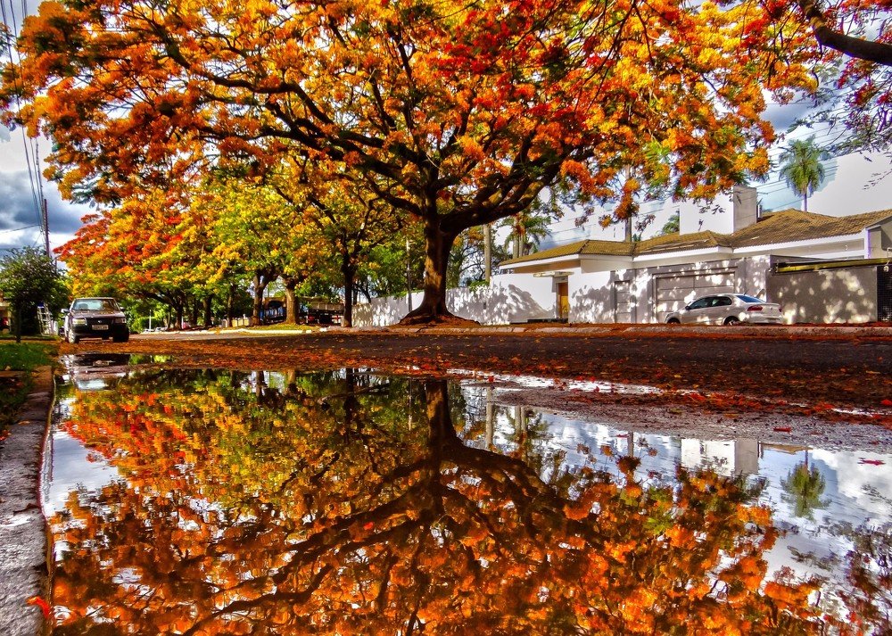 Flamboyant and reflection