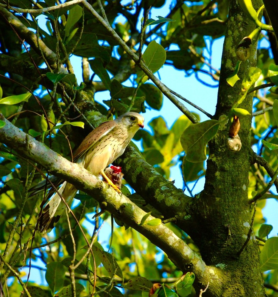 Photograph by Rajan Adhikari
