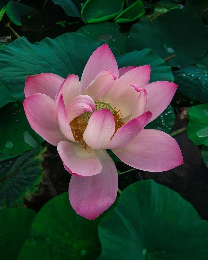 Photograph by Татьяна Сорока