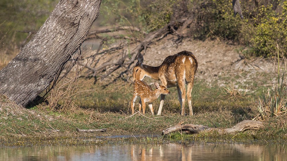 Photograph by Milind Joshi