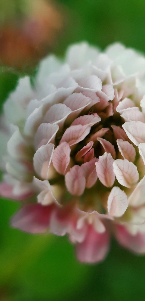 Clover