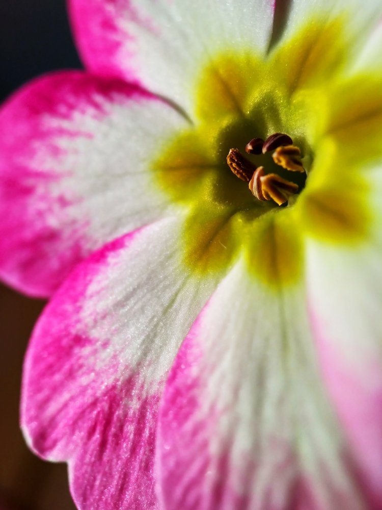 Pimula