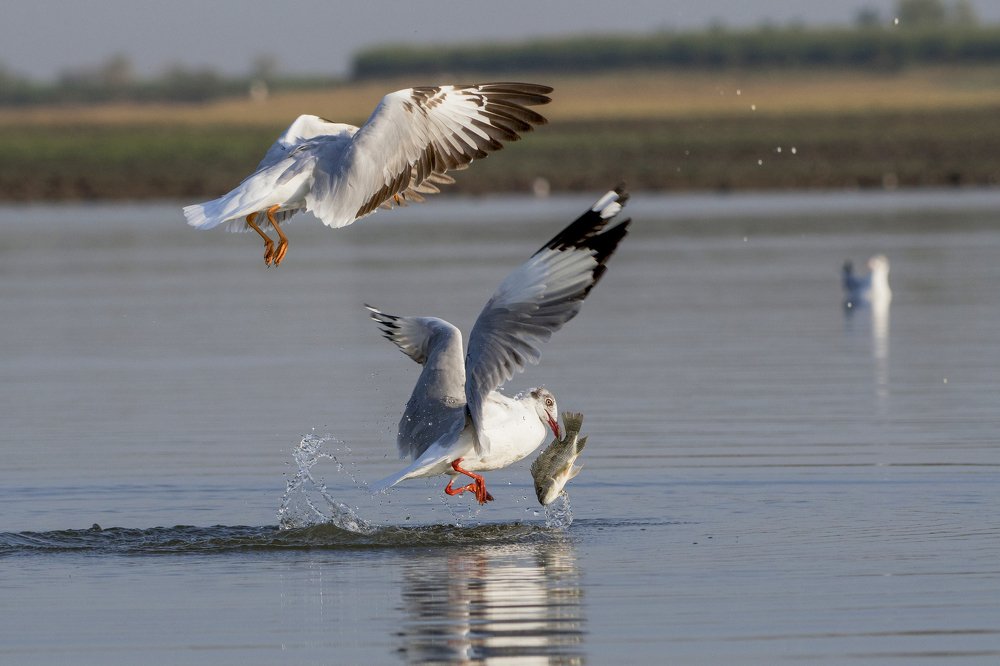 Фотография автора Durgaprasad Mylawaram