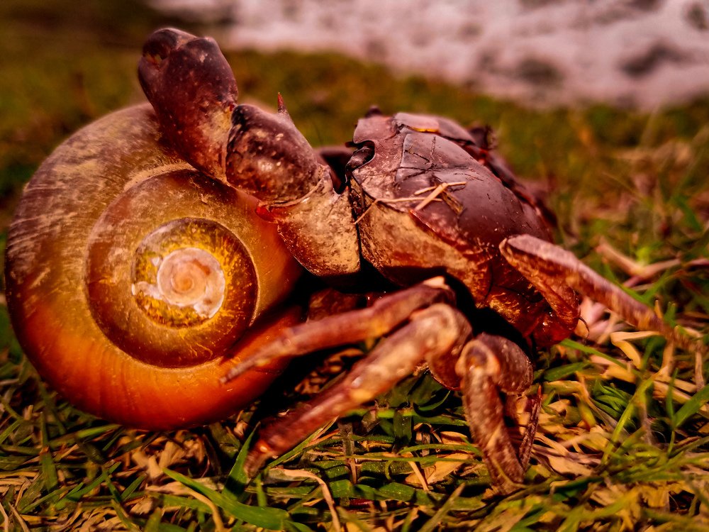 A Crab