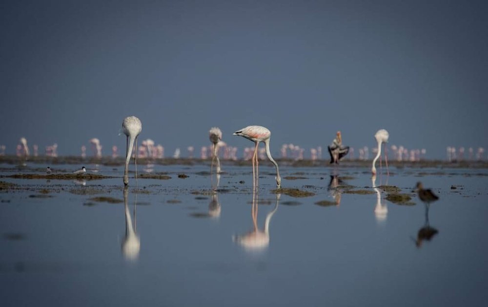 The Lesser Flamingos