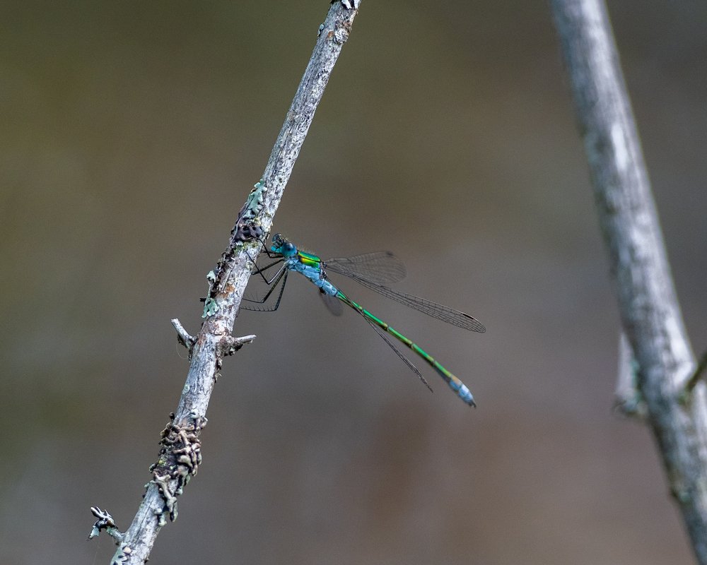 Photograph by Photons Reflectitur