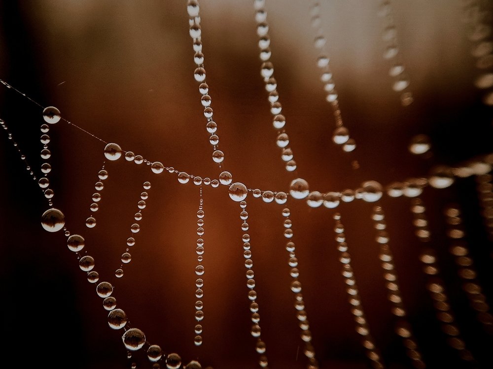 Лесное колье