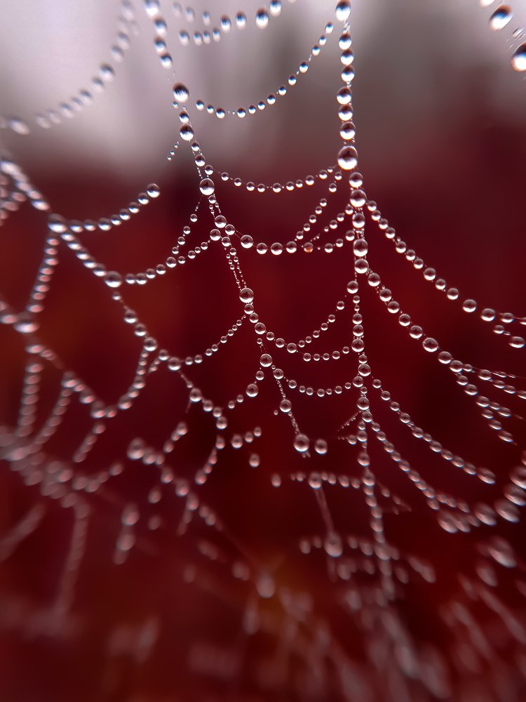 Лесное ожерелье