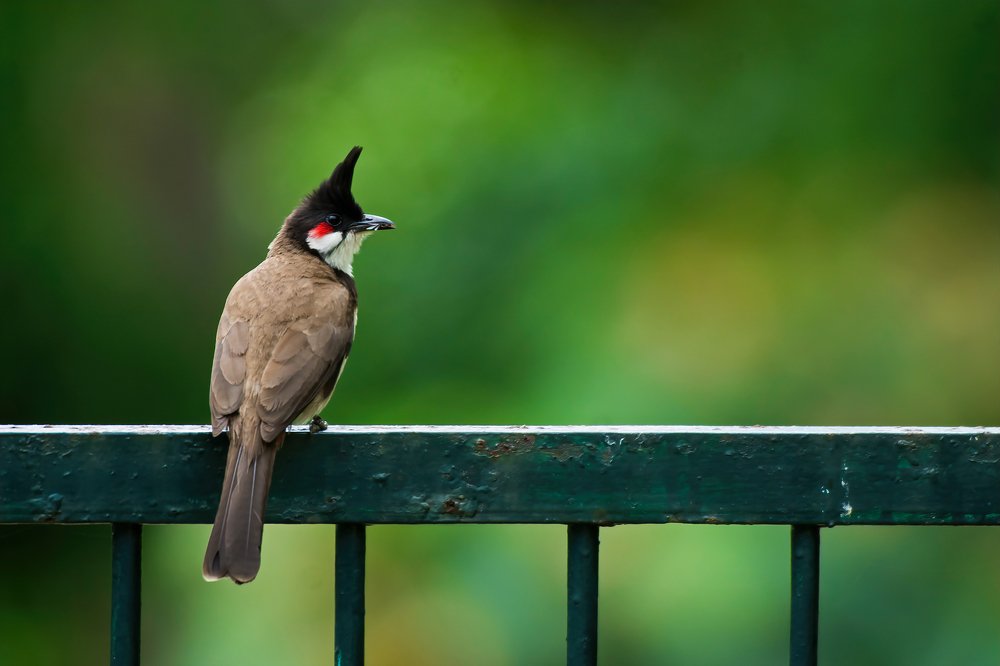 Red-Whiskered Bulbul
