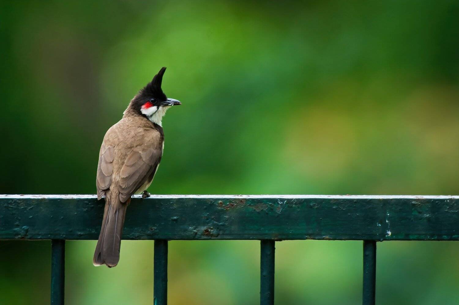 Red-Whiskered Bulbul