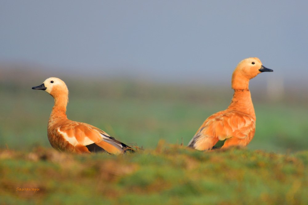 Pair of Rudy Shelducks