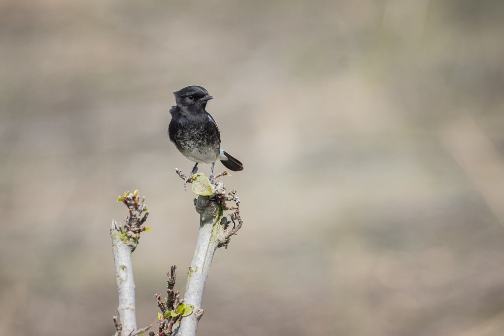 Фотография автора Ashir Kumar