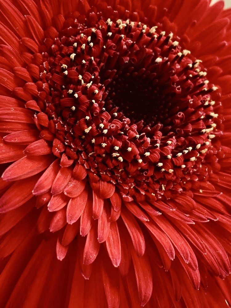 Photograph by Polina Golikovskaya