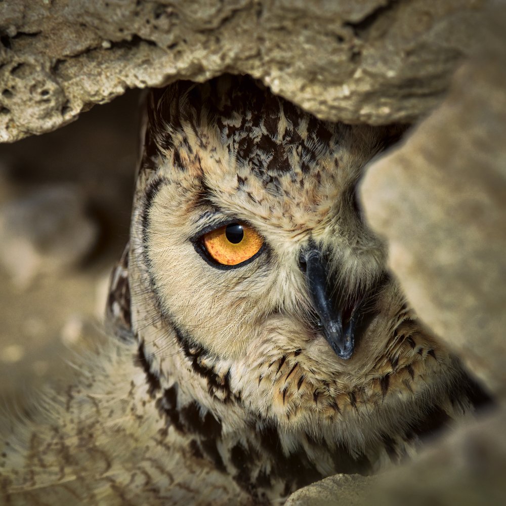 Photograph by Ahmed Elkahlawi