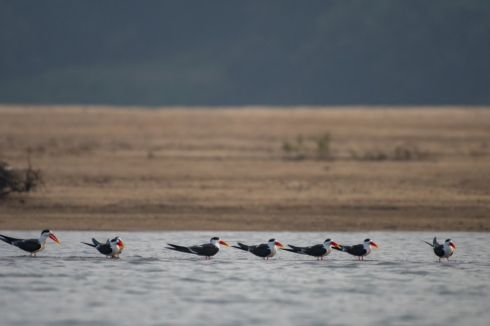 Photograph by Sambit Kumar Mishra