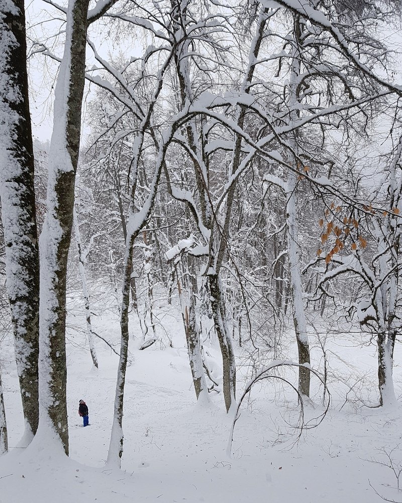 Волшебный зимний лес