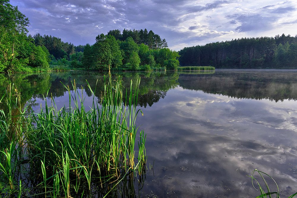 Ранняя тишина