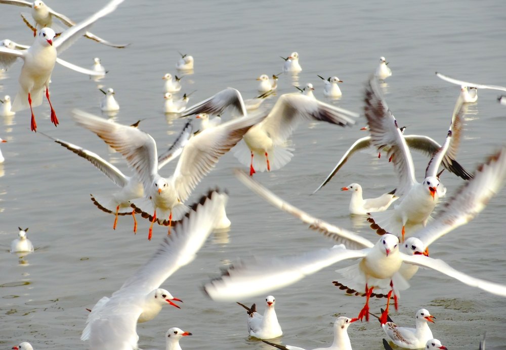 Photograph by Swapnil Bavaria