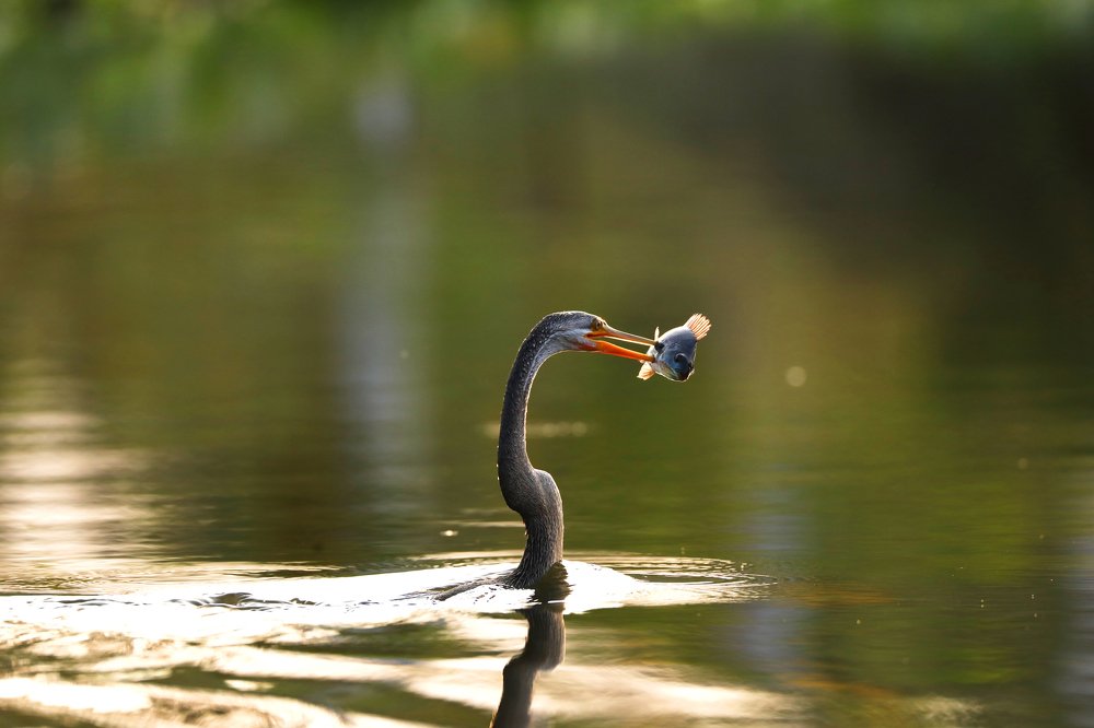 Photograph by R.Raghul