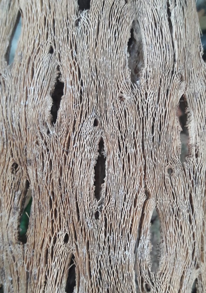 Photograph by Lakshman Kumara