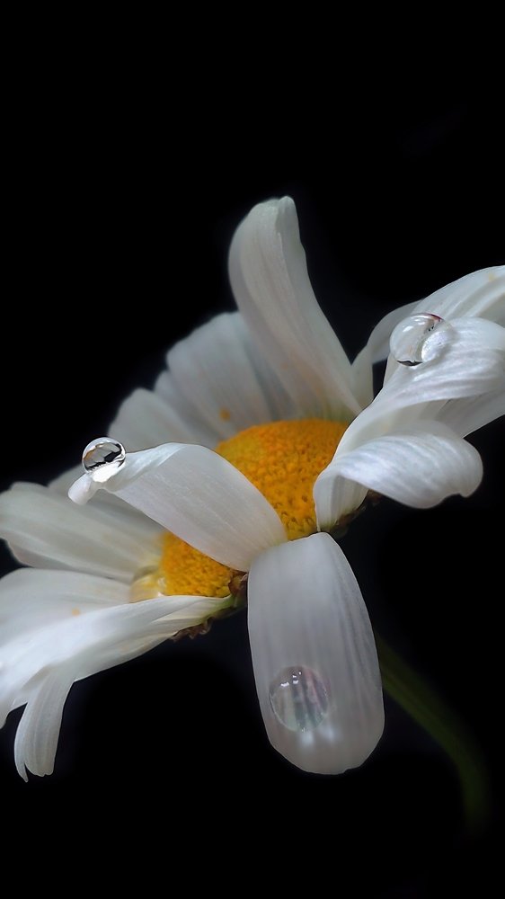 Photograph by Ольга Лаврик